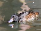 Black-Headed Duck (WWT Slimbridge May 2015) - pic by Nigel Key